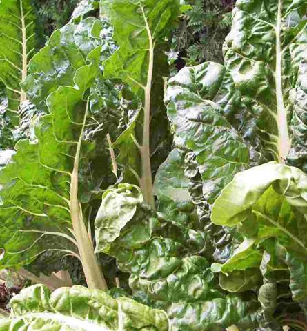 Green Chard Green Chard