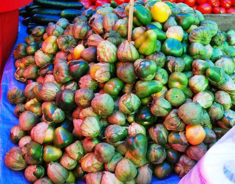 Tomatillos, Red-purple