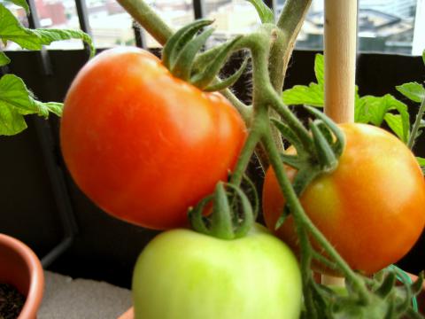 Tomatoes, Early Girl Credit: Stacy Spensley