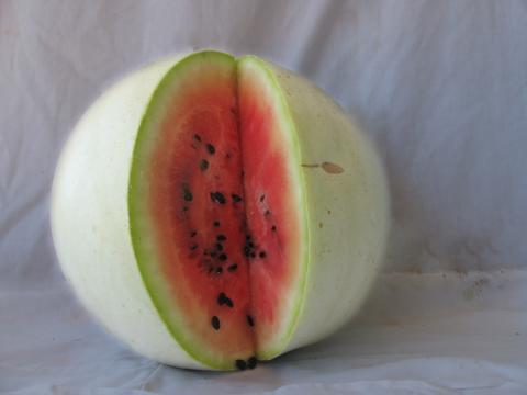 Navajo Red-Seeded Watermelon Credit: Native Seed Search