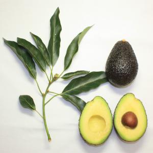 Avocados