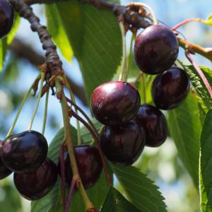 Black Cherries