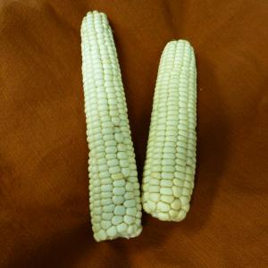 Standard Navajo White Corn Credit: Native Seed/SEARCH