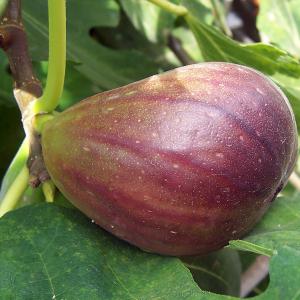 Figs