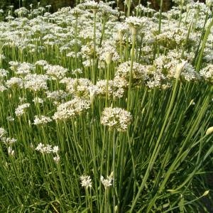 Garlic, Garlic Chives