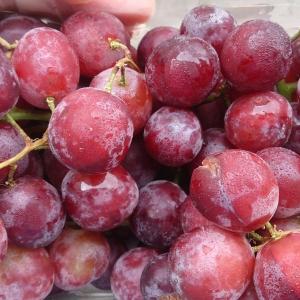 Ruby Seedless Grape