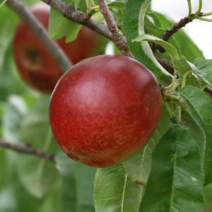 Nectarines