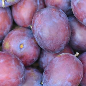 Gulf Ruby Plum
