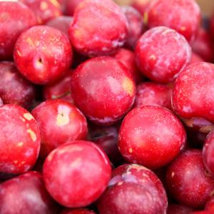 Santa Rosa Plum