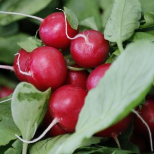 Radish, Standard Radishes