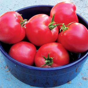 Arkansas Traveler Credit: Jamie Chevalier - Bountiful Gardens