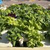 Hydroponic Lettuce Growing on Floating Beds