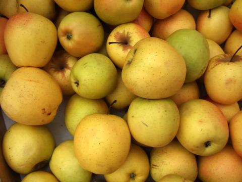 Golden Delicious Apples Information and Facts