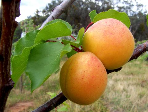 Katy Apricot Katy Apricot
