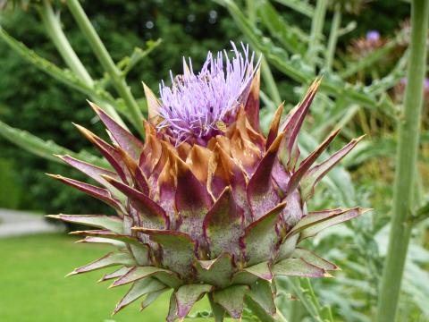 Globe Artichokes Globe Artichokes