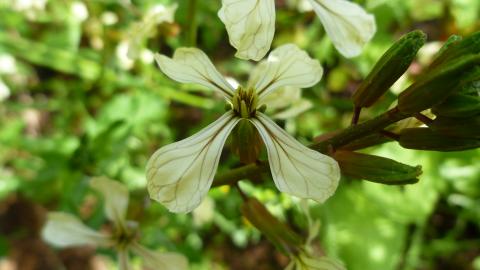 Arugula