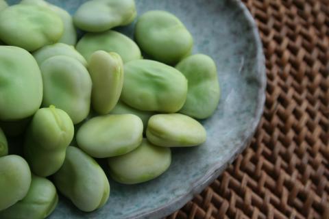 Fava Fava