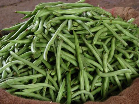 Bush Beans Bush Beans