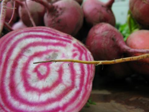 Chioggia Beets Credit: Mason Masteka Chioggia Beets Credit: Mason Masteka