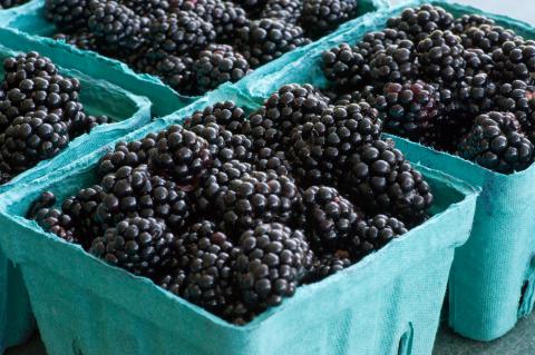 Roseborough Black Berries Credit: Dwight Sipler Roseborough Black Berries Credit: Dwight Sipler