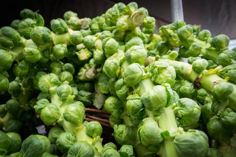 Brussel Sprouts Brussel Sprouts
