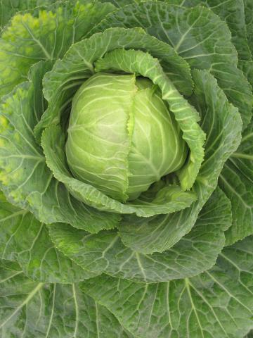 Cabbage, Standard Cabbage