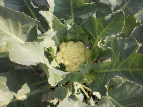 White Cauliflower White Cauliflower