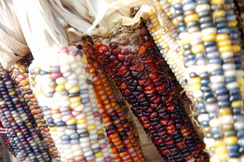 Standard Navajo Red Corn Credit: Steve Snodgrass