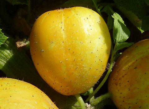 Lemon Cucumbers