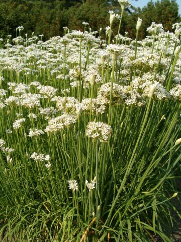 Garlic, Garlic Chives