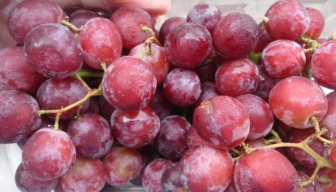 Ruby Seedless Grape