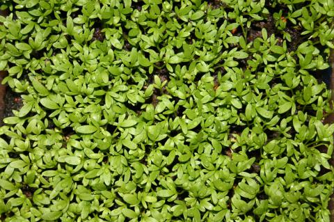 Land Cress Land Cress