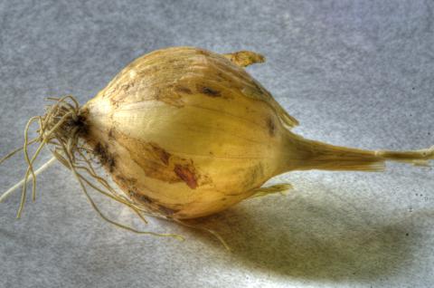 Onion, Walla Walla Onion, Walla Walla