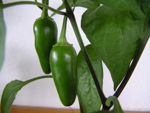 Peppers, Jalapeno Peppers Peppers, Jalapeno Peppers