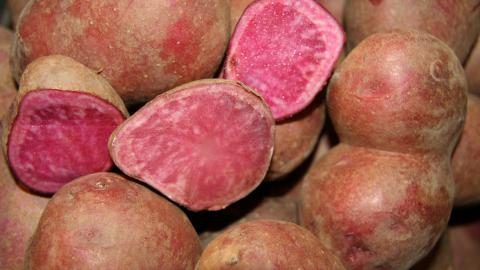 Red Potato Red Potato
