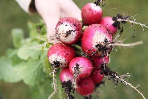 Radish, National Radish, National