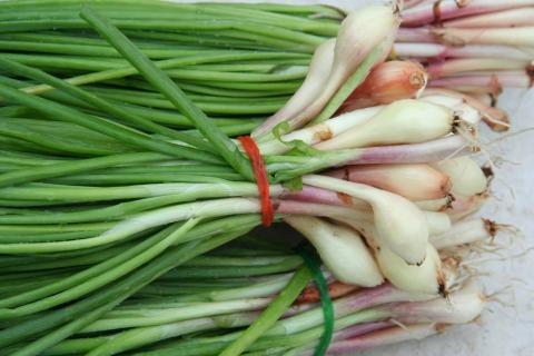 Onion, Scallion Onion, Scallion