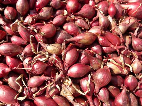 Shallots Credit: Hans Braxmeier Shallots Credit: Hans Braxmeier