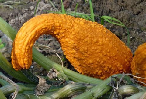 Crookneck Squash