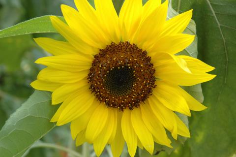 Sunflowers Sunflowers