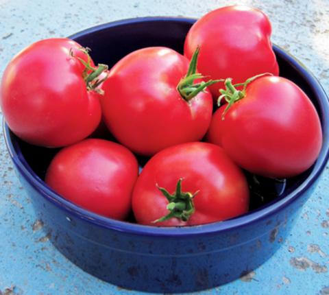 Arkansas Traveler Credit: Jamie Chevalier - Bountiful Gardens Arkansas Traveler Credit: Jamie Chevalier - Bountiful Gardens