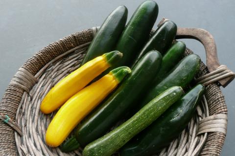 Zucchini- immature Zucchini- immature