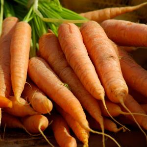 Standard Carrots
