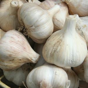 Garlic, Standard Garlic