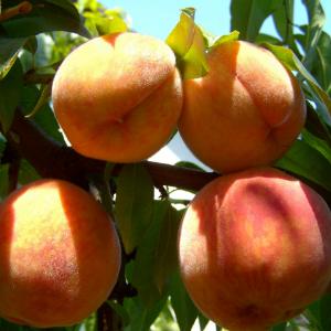 Earli Grande Peach