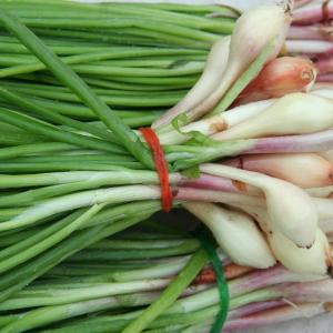 Onion, Standard Scallions